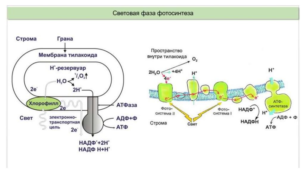 Атф и надф н. Схема световая фаза фотосинтеза фотосистемы. Световая фаза фотосинтеза на мембране тилакоида. Световая фаза фотосинтеза схема ЕГЭ. Процесс фотосинтеза схема ЕГЭ.